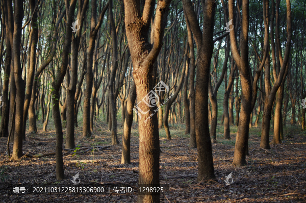 唯美黃昏森林
