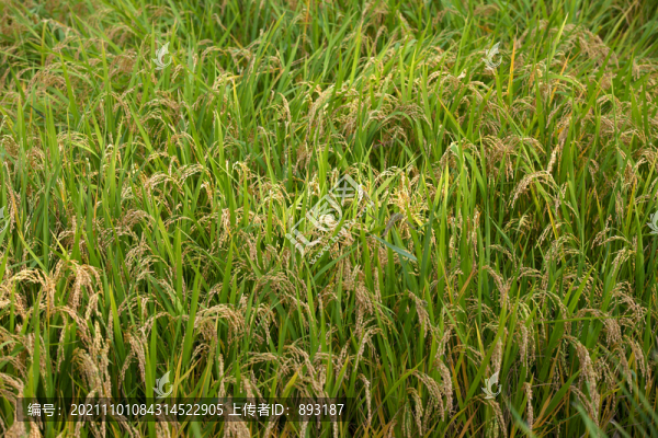 田間大面積種植且即將成熟的水稻
