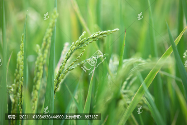 水田里即將成熟的水稻稻穗特寫