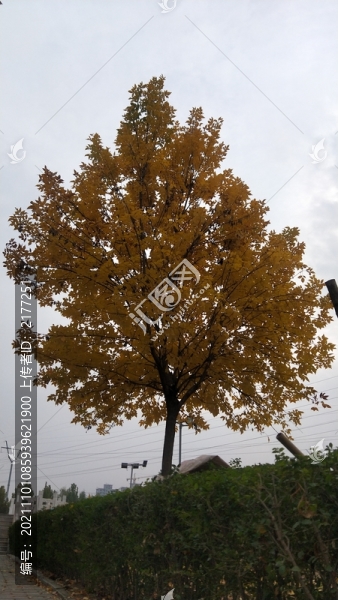 金黃的槐花樹