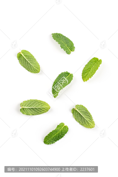 新鮮薄荷葉