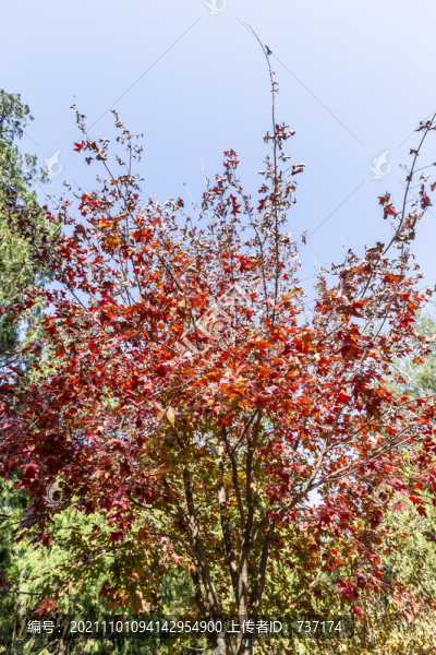 金秋時(shí)節(jié)的北京香山公園紅葉