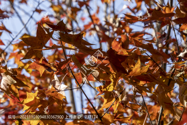 金秋時(shí)節(jié)的北京香山公園紅葉