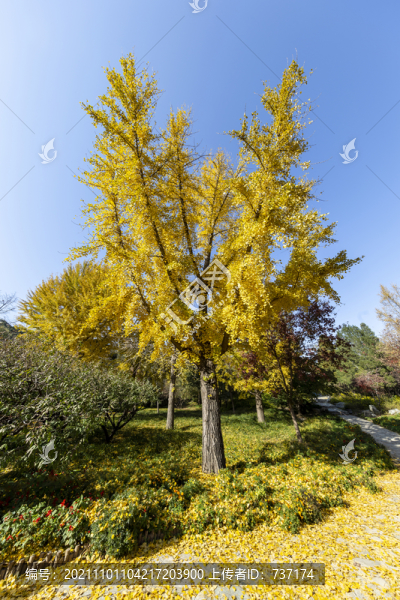 金秋時節(jié)北京香山公園的銀杏樹