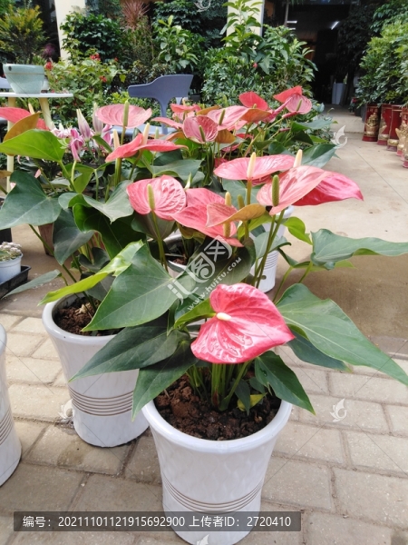 花店