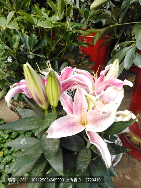 百合花