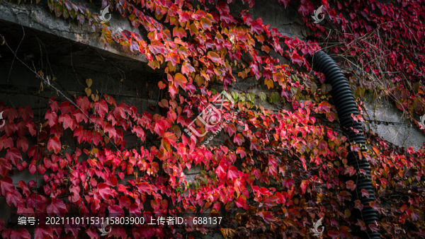 爬山虎五葉地錦秋天紅葉