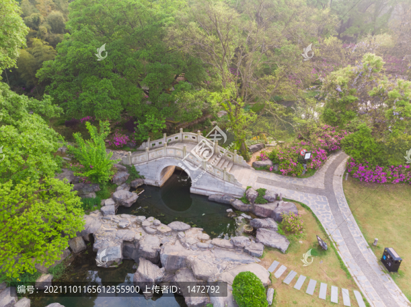 湖北武漢東湖磨山杜鵑園初春風(fēng)光