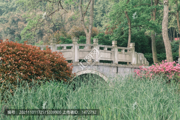湖北武漢東湖磨山杜鵑園初春風光
