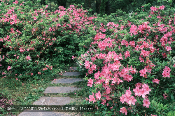 湖北武漢東湖磨山杜鵑園初春風(fēng)光