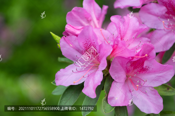 湖北武漢東湖磨山杜鵑園初春風(fēng)光