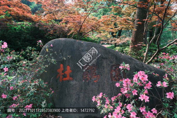 湖北武漢東湖磨山杜鵑園初春風(fēng)光