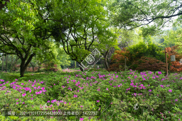 湖北武漢東湖磨山杜鵑園初春風(fēng)光