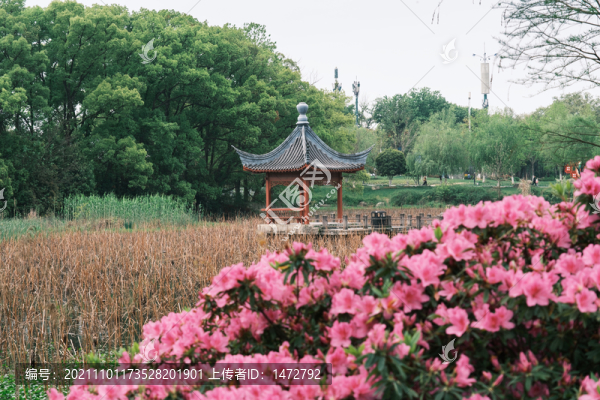 湖北武漢東湖磨山杜鵑園初春風(fēng)光