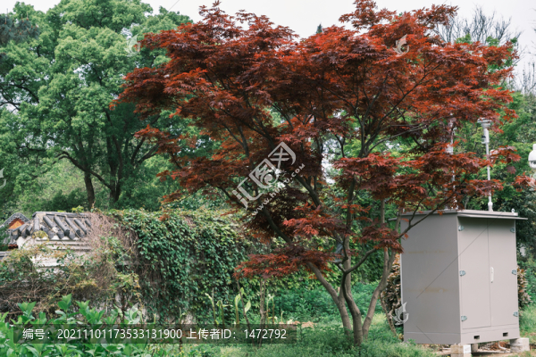 湖北武漢東湖磨山杜鵑園初春風(fēng)光