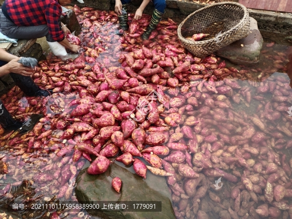 洗紅薯