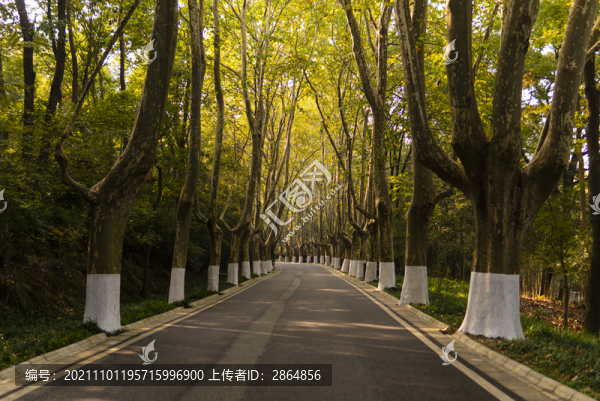 南京中山陵梧桐樹