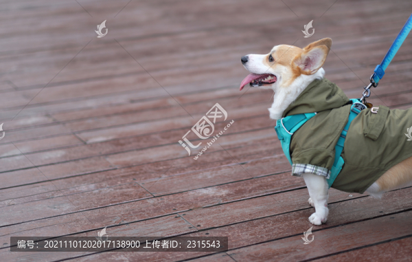 可愛(ài)的柯基狗狗