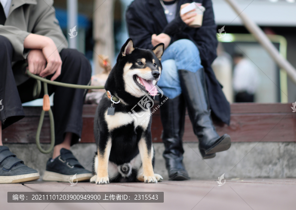 抓拍萌寵狗狗