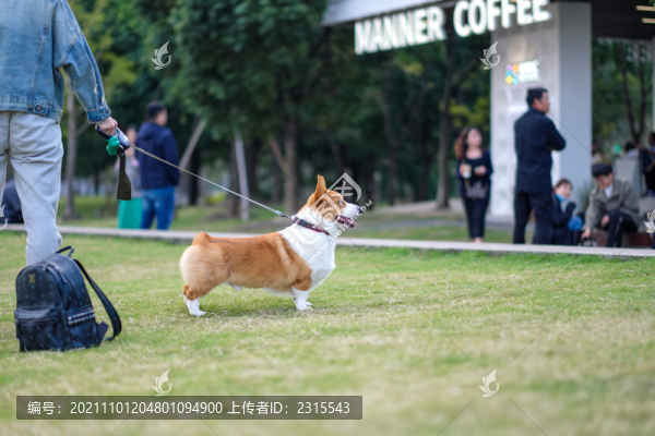 萌寵柯基犬