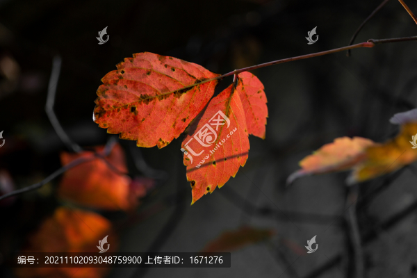 紅葉