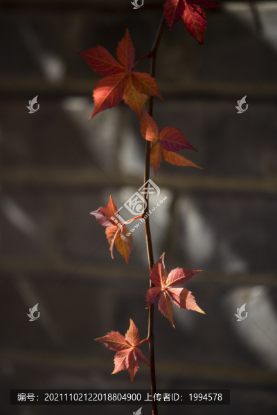 紅葉