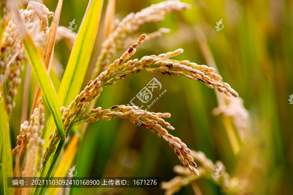稻穗