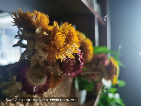 干菊花