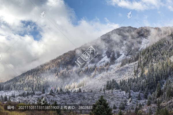 高原雪山森林下雪風(fēng)光