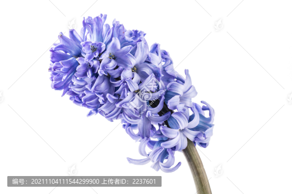 綻放的風信子