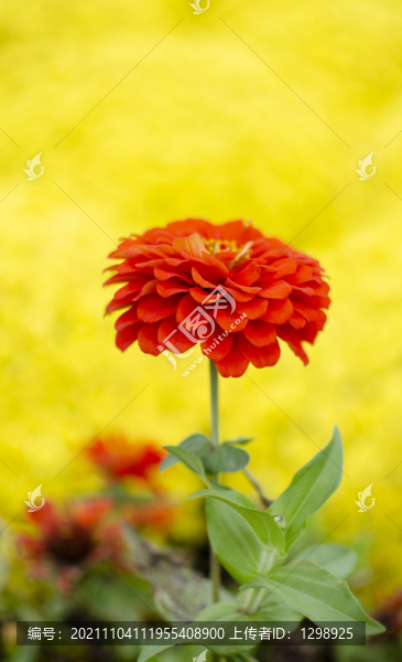 百日菊花卉特寫