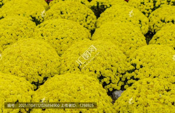 黃色菊花