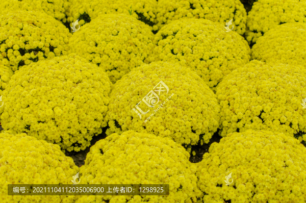 黃色菊花