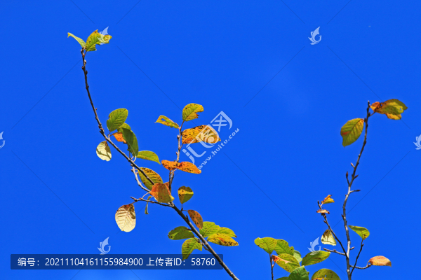 大興安嶺秋季稠李樹黃葉