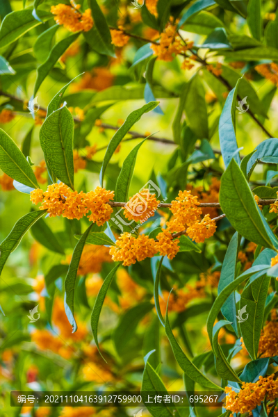 桂花樹