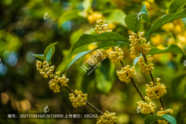 桂花圖片素材