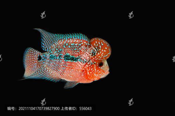 羅漢魚