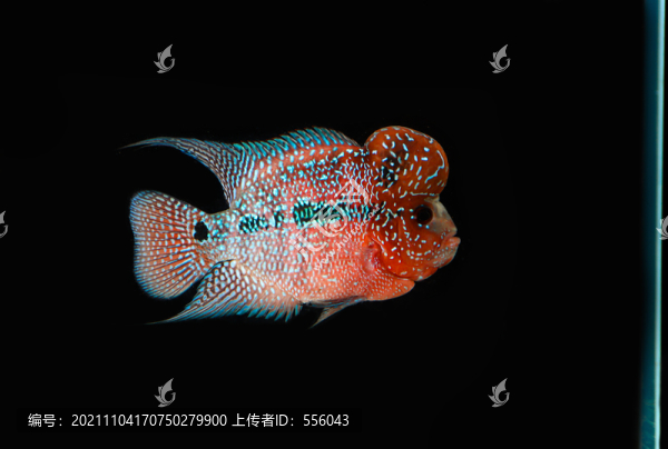 財神魚