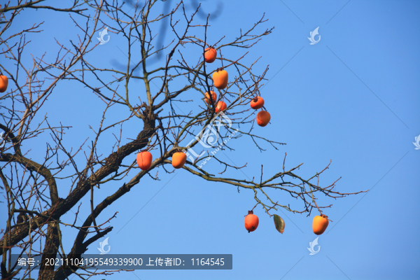 柿子樹