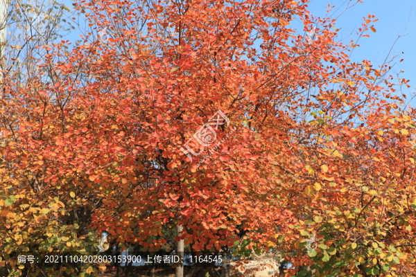 紅櫨