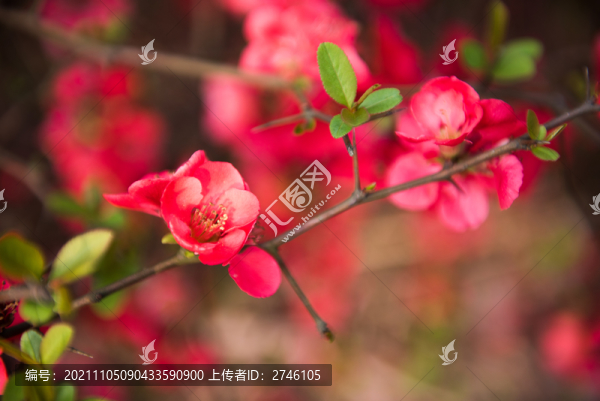 紅色海棠