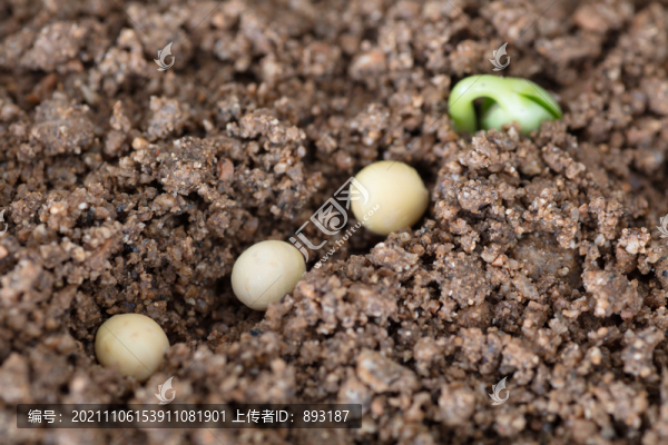 土里露頭的嫩芽和種下的豆種