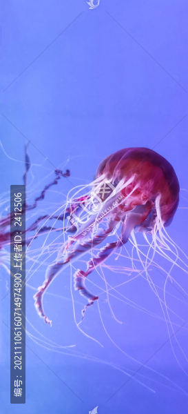 水母
