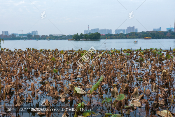 航拍濟(jì)南大明湖秋色