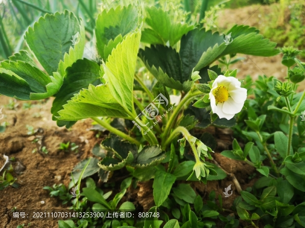 草莓花