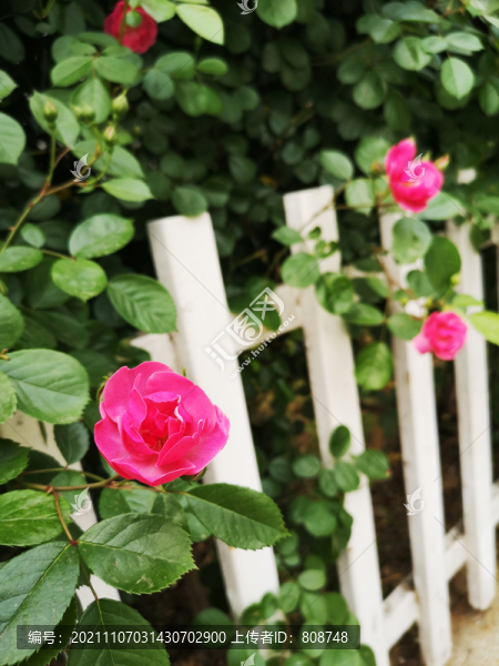 薔薇月季