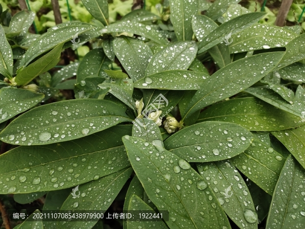 綠葉背景與水珠
