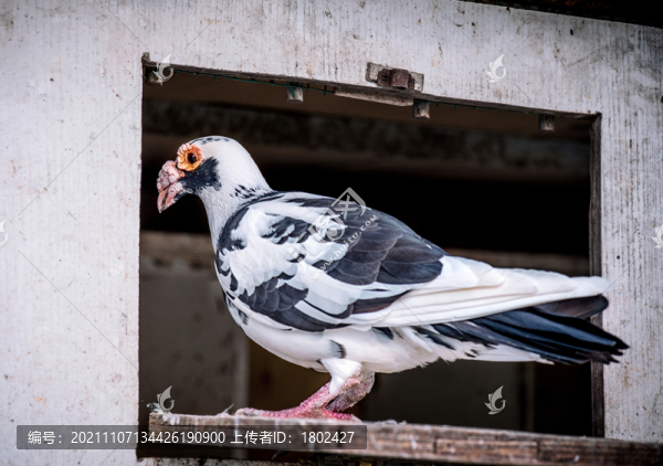 大鼻鴿