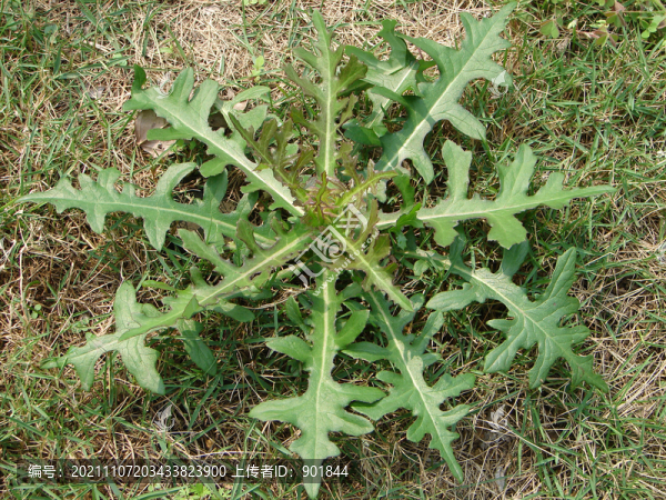菊科植物翅果菊