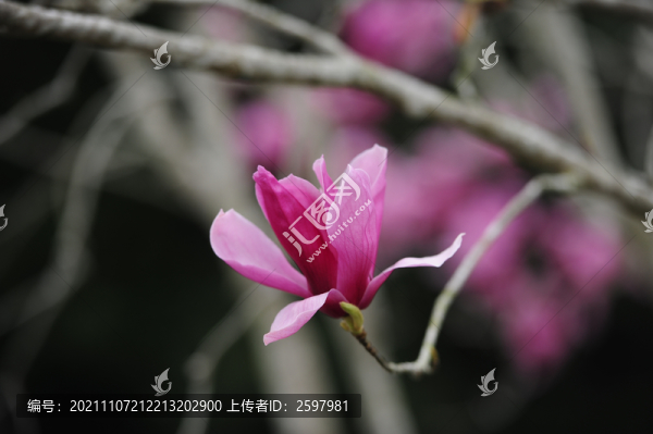 玉蘭